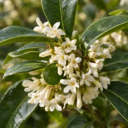 Osmanthe à feuilles variables (Osmanthus yunnanensis) — grappe de petites fleurs blanches parmi les feuilles · Photo d'illustration