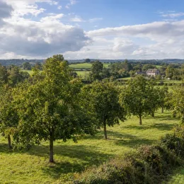 Noyer hybride 'Ng23 lataule' (Juglans nigra) — alignement d'arbres en verger sur prairie