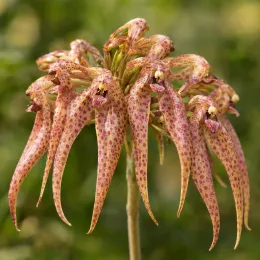 Orchidée (Bulbophyllum eberhardtii) — gros plan sur inflorescence pendante tachetée