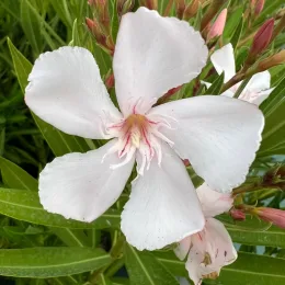 Laurier rose 'Alsace' (Nerium oleander) — gros plan de grande fleur pâle et boutons