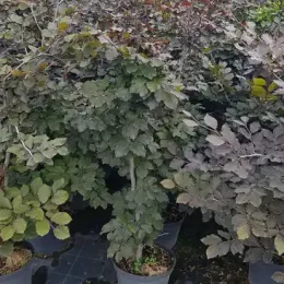 Hêtre commun 'Purpurea' (Fagus sylvatica) — jeunes arbres au feuillage pourpre alignés en pots · Pot 8L Baliveau
