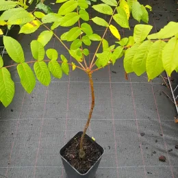 Noyer noir (Juglans nigra) — jeune arbre au feuillage clair en pot plastique · Pot 2L