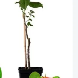 Abricotier 'Tardif de tain' (Prunus armeniaca) — jeune arbre en pot noir avec abricots · Pot 10L Tige