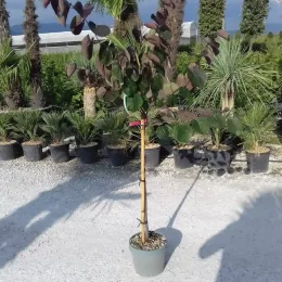 Gainier du canada 'Merlot' (Cercis canadensis) — jeune arbre en pot sur allée gravillonnée · Pot 10L Mini-tige
