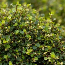 Muehlenbeckia, plante fil de fer ou wire vine 'Sealand compact' (Muehlenbeckia complexa) — feuillage dense aux petites feuilles rondes et fleurs · Photo d'illustration
