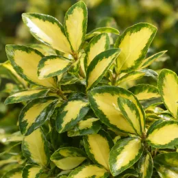 Fusain du japon 'Aureus' (Euonymus japonicus) — feuillage dense vert bordant des feuilles jaunes