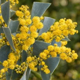 Mimosa d'hiver (Acacia cultriformis) — boules florales jaunes et feuillage triangulaire gris-vert · Photo d'illustration