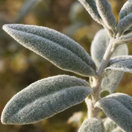 Sauge officinale (Salvia apiana) — gros plan de feuilles allongées duveteuses · Photo d'illustration