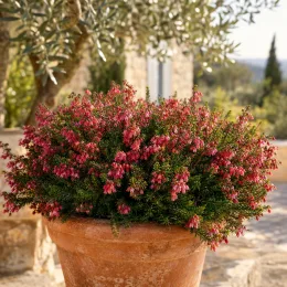 Bruyère 'Kramer s rote rouge' (Erica darleyensis) — massif de bruyère rose en pot sur terrasse · Photo d'illustration
