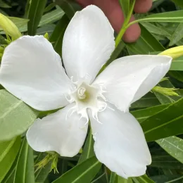 Laurier rose 'Thomas' (Nerium oleander) — fleur blanche ouverte parmi longues feuilles vertes