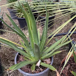 Agave du chihuahua (Agave lechuguilla) — plante succulente à longues feuilles pointues en pot · Pot 10L