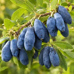 Baie de mai 'Wojtek' (Lonicera kamtschatica) — grappe de baies allongées bleu violacé avec feuillage