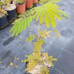 Arbre à soie Ombrella boubri (Albizia) — jeune arbre décoratif en pot de pépinière · Pot 3L
