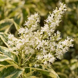Troène du japon 'Excelsium superbum' (Ligustrum japonicum) — grosse grappe de petites fleurs blanches, feuillage panaché