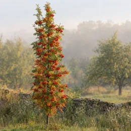 Sorbier des oiseleurs 'Autumn spire' (Sorbus aucuparia) — arbre élancé couvert de grappes de baies oranges · Photo d'illustration