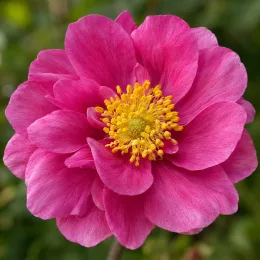 Anémone du japon 'Pamina' (Anemone hupehensis) — gros plan de fleur rose à cœur jaune · Photo d'illustration