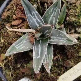 Agave (Agave nickelsiae) — rosette de feuilles épaisses striées en pot · Pot 2.5L