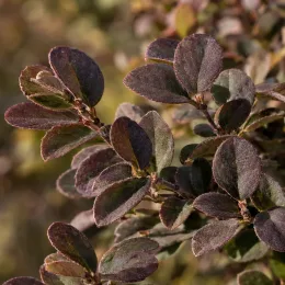 Loropétale de chine 'Fede' (Loropetalum chinense) — gros plan sur feuillage dense aux feuilles ovales