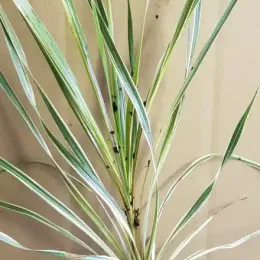 Faux-Dragonnier 'Torbay Dazzler' (Cordyline australis) — jeune plante dressée à longues feuilles panachées · Godet