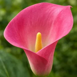 Arum 'Jewel' — gros plan de fleur rose en trompette · Photo d'illustration