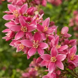 Deutzie 'Carminea' (Deutzia rosea) — grappe de petites fleurs roses étoilées · Photo d'illustration