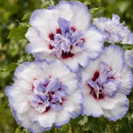 Althéa 'Igloo' (Hibiscus syriacus) — gros plan de grandes fleurs bicolores
