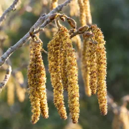 Aulne blanc (Alnus incana) — longs chatons jaunes pendants sur branche nue · Photo d'illustration