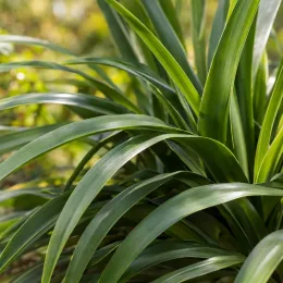 Agapanthe 'White' (Agapanthus) — longues feuilles arquées vert brillant en touffe · Photo d'illustration