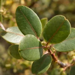 Pistachier vrai 'Peters' (Pistacia vera) — gros plan de feuilles ovales vertes