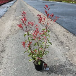Photinia 'Louise mclarlou' (Photinia fraseri) — jeune arbuste coloré en pot sur allée · Pot 3L