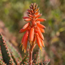 Aloès christmas carol 'Christmas carol' (Aloe) — gros plan sur épi de fleurs orangées · Photo d'illustration