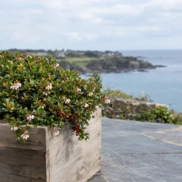 Raisin des ours 'Vancouver jade' (Arctostaphylos uva-ursi) — arbuste fleuri en bac bois sur terrasse côtière