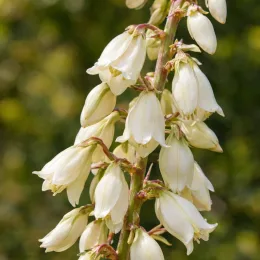 Hesperaloe géant 'Alba' (Hesperaloe funifera) — grappe serrée de fleurs blanches campanulées · Photo d'illustration