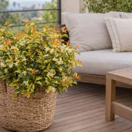 Jasmin étoilé 'Summer sunset' (Trachelospermum asiaticum) — arbuste fleuri en pot tressé sur terrasse