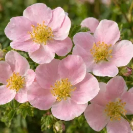 Potentille arbustive rose tendre 'New dawn' (Potentilla fructicosa) — gros plan de petites fleurs roses ouvertes · Photo d'illustration