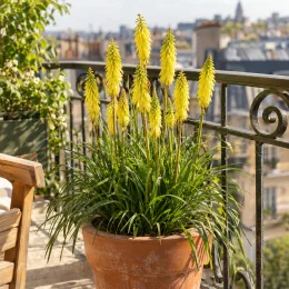 Kniphofia 'Poco® citron' — plante à épis floraux jaunes sur balcon urbain