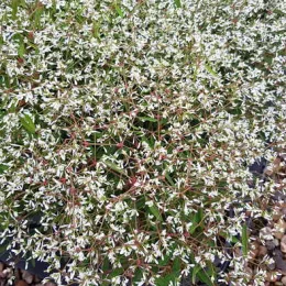 Euphorbe 'Starblast white' (Euphorbia) — abondance de petites fleurs blanches étoilées · Pot 3L