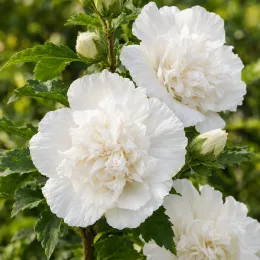 Althéa 'French cabaret white' (Hibiscus syriacus) — grandes fleurs doubles blanches sur feuillage vert