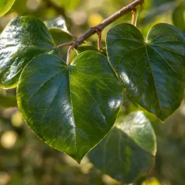 Gainier du canada 'Oklahoma' (Cercis canadensis) — gros plan sur feuilles vertes en coeur brillantes