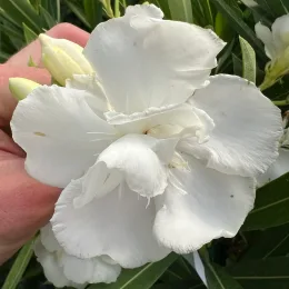 Laurier rose 'Porto' (Nerium oleander) — gros plan de fleur blanche tenue en main