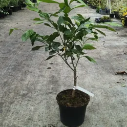 Bigarade (Citrus aurantium) — petit arbuste dressé en pot sur allée bétonnée · Pot 5L Tige