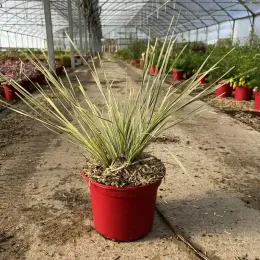 Lomandra 'White sand' — touffe de feuillage fin panaché en serre · Pot 4L