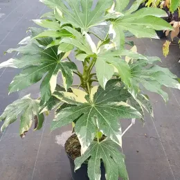 Fatsia 'Variegata' (Fatsia japonica) — grand arbuste vert panaché en pot de pépinière · Pot 8L