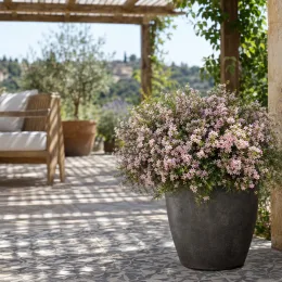 Plante du pêcheur 'Pink foutain' (Diosma hirsuta) — arbuste fleuri en pot sur terrasse ombragée · Photo d'illustration