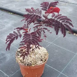 Arbre à soie Summer chocolate (Albizia) — jeune arbuste pourpre en pot de culture · Pot 3L