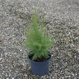 Tamaris d'été (Tamarix ramosissima) — jeune plant vert en pot plastique sur graviers · Pot 3L