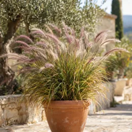 Herbe aux écouvillons 'Karley rose' (Pennisetum orientale) — grande touffe de graminée en pot terracotta · Photo d'illustration