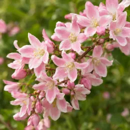 Deutzie compacte à fleurs roses 'Cherry blossom' (Deutzia × rosea) — grappe de petites fleurs roses bordées de blanc