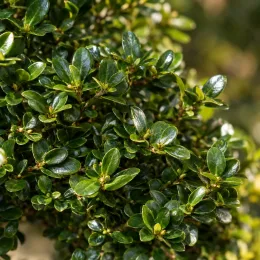 Houx crénelé 'Kinme' (Ilex crenata) — feuillage dense aux petites feuilles vert foncé brillantes