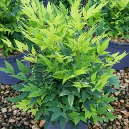 Bambou sacré 'Lemon and lime' (Nandina domestica) — arbuste au feuillage vert clair en pot de pépinière · Pot 3L Touffe